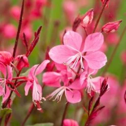 Gaura Lindheimeri 'Florgaured' (4 X 11cm Pots)