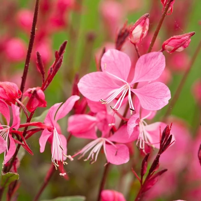 Gaura Lindheimeri 'Florgaured' (4 x 11cm pots) Gaura Lindheimeri 'Florgaured' (4 X 11cm Pots) -Bird Supply Store 804430120 moh 0510 4266 1