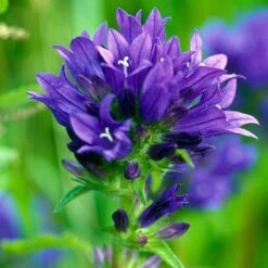Campanula Glomerata (4 X 11cm Pots)