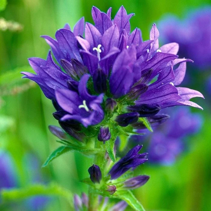 Campanula Glomerata (4 x 11cm pots) Campanula Glomerata (4 X 11cm Pots) -Bird Supply Store 804460120 moh 21486 1 1