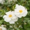 Bee Perfect Rose (Bijenweelde®) White (2L Pot)