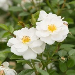 Bee Perfect Rose (Bijenweelde®) White (2L Pot)
