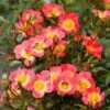 Bee Perfect Rose 'Bijenweelde®' Bicolour - (5x Bare Root)