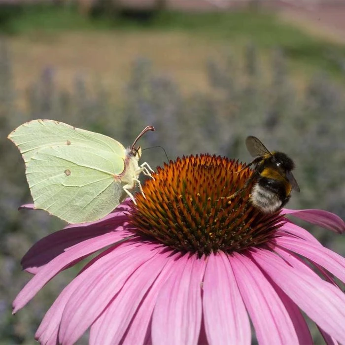 Coneflower 'Echinacea Purple Magnus' (4 x 11cm pots) Coneflower 'Echinacea Purple Magnus' (4 X 11cm Pots) -Bird Supply Store 810300120 echinacea purpurea magnus 1 1 1