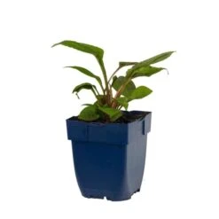 Coneflower 'Echinacea Purple Magnus' (4 X 11cm Pots) 2 Coneflower 'Echinacea Purple Magnus' (4 X 11cm Pots) -Bird Supply Store 810300120 echinacea purpurea magnus studio 1 1