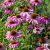 Coneflower 'Echinacea Purple Magnus' (4 X 11cm Pots)