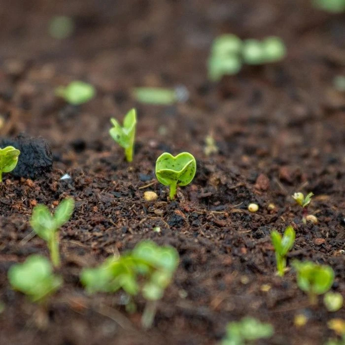 Buzzy® Organic Bees Flower Mix (BIO) Buzzy® Organic Bees Flower Mix (BIO) -Bird Supply Store 82031 1