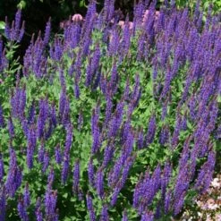 Wild Sage Salvia Nemorosa 'Ostfriesland' (8 X 9cm Pots)