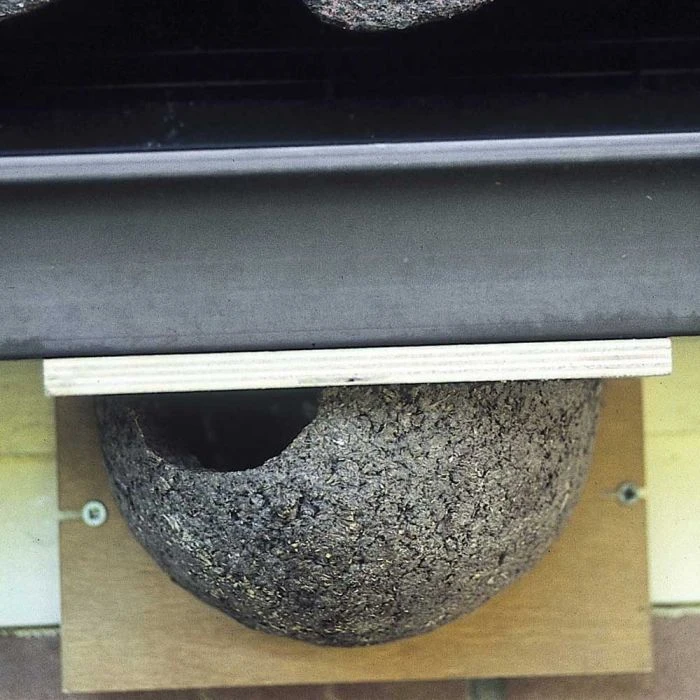 House Martin Nest (Left Single) House Martin Nest (Left Single) -Bird Supply Store 90073 1