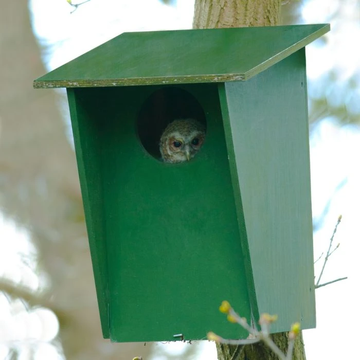 Tawny Owl, Stock Dove and Jackdaw Nest Box Tawny Owl, Stock Dove And Jackdaw Nest Box -Bird Supply Store 90316