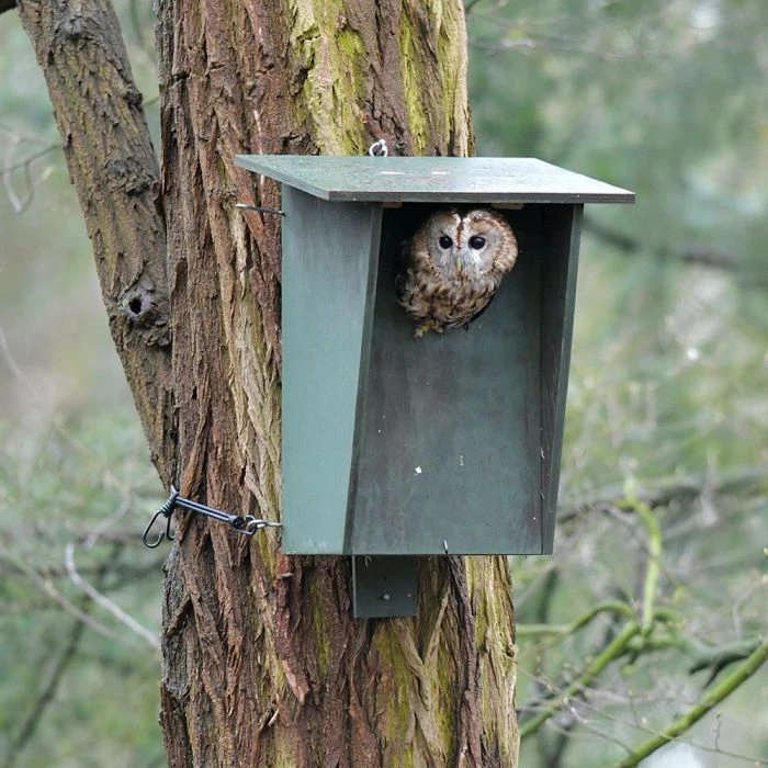 Tawny Owl, Stock Dove and Jackdaw Nest Box Tawny Owl, Stock Dove And Jackdaw Nest Box -Bird Supply Store 90327 5