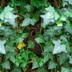 Funchal Lounge Roosting Nest -Bird Supply Store 909210119 funchal nester dv 3799