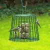 Fat Ball & Peanut Cake Guardian Bird Feeder