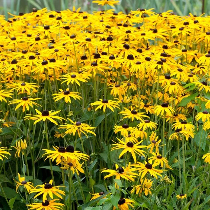 Black-Eyed Susan 'Rudbeckia Fulgida Goldsturm' (8 x 9cm pots) Black-Eyed Susan 'Rudbeckia Fulgida Goldsturm' (8 X 9cm Pots) -Bird Supply Store 95278 1 2