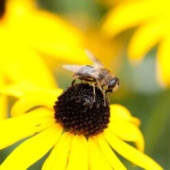 Black-Eyed Susan 'Rudbeckia Fulgida Goldsturm' (8 X 9cm Pots) 3 Black-Eyed Susan 'Rudbeckia Fulgida Goldsturm' (8 X 9cm Pots) -Bird Supply Store 95278 2 2