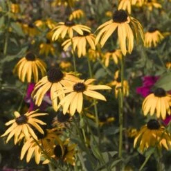 Black-Eyed Susan 'Rudbeckia Fulgida Goldsturm' (8 X 9cm Pots) 2 Black-Eyed Susan 'Rudbeckia Fulgida Goldsturm' (8 X 9cm Pots) -Bird Supply Store 95278 3