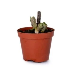 Sedum Spectabile 'Brillant' (8 X 9cm Pots) 3 Sedum Spectabile 'Brillant' (8 X 9cm Pots) -Bird Supply Store 952810120 sedum spectibile briljant dv 7221 1