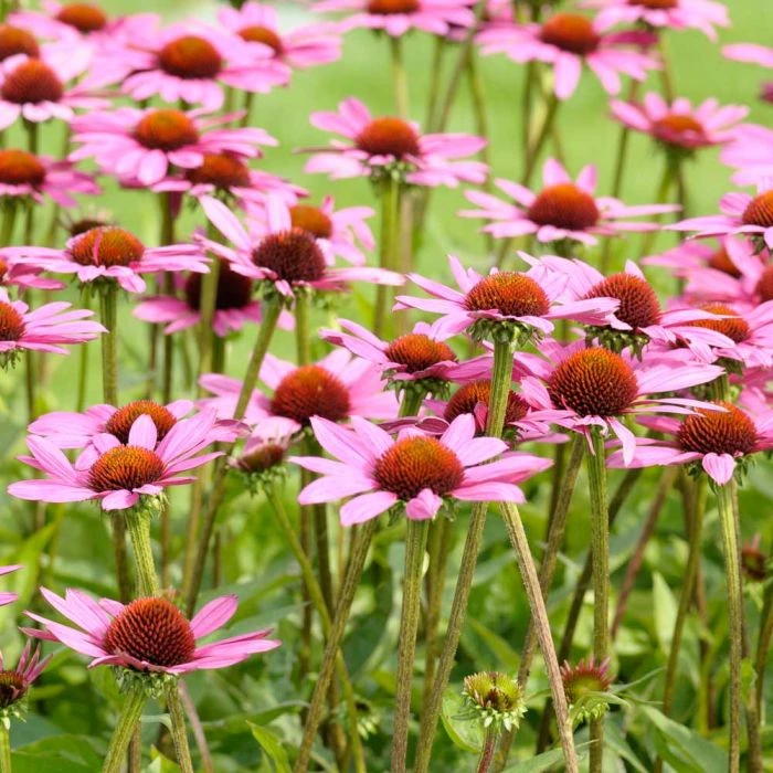 Purple Coneflower 'Echinacea Purpurea' (8 x 9cm pots) Purple Coneflower 'Echinacea Purpurea' (8 X 9cm Pots) -Bird Supply Store 95288 1 3