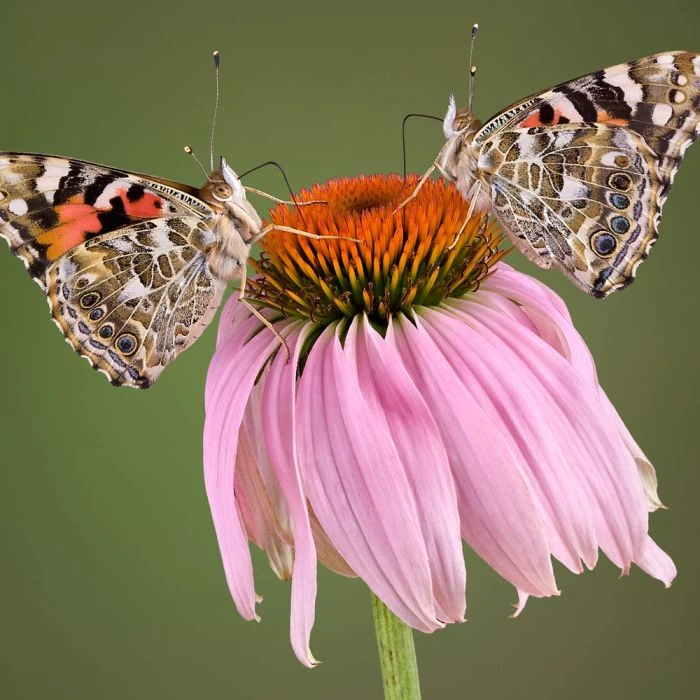 Purple Coneflower 'Echinacea Purpurea' (8 x 9cm pots) Purple Coneflower 'Echinacea Purpurea' (8 X 9cm Pots) -Bird Supply Store 95288 2 2