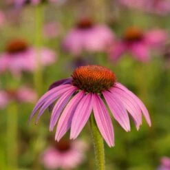 Purple Coneflower 'Echinacea Purpurea' (8 X 9cm Pots) 2 Purple Coneflower 'Echinacea Purpurea' (8 X 9cm Pots) -Bird Supply Store 95288 5 2