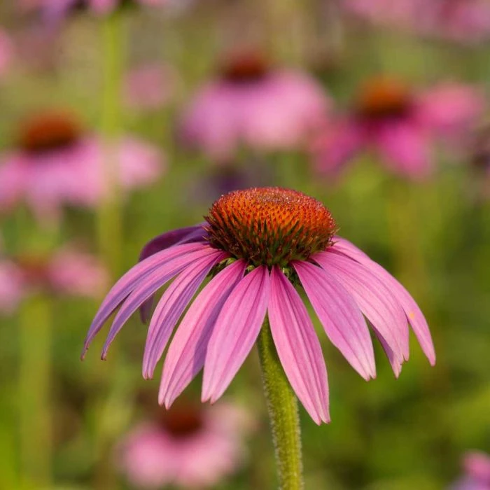 Purple Coneflower 'Echinacea Purpurea' (8 x 9cm pots) Purple Coneflower 'Echinacea Purpurea' (8 X 9cm Pots) -Bird Supply Store 95288 5 2