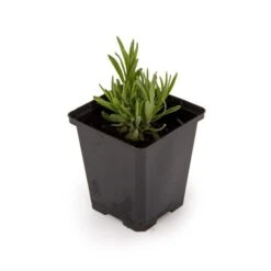 Lavender 'Lavandula Angustifolia Hidcote' (14cm Pot) 2 Lavender 'Lavandula Angustifolia Hidcote' (14cm Pot) -Bird Supply Store 952960120 lavandula angustifolia hidcote dv 3678