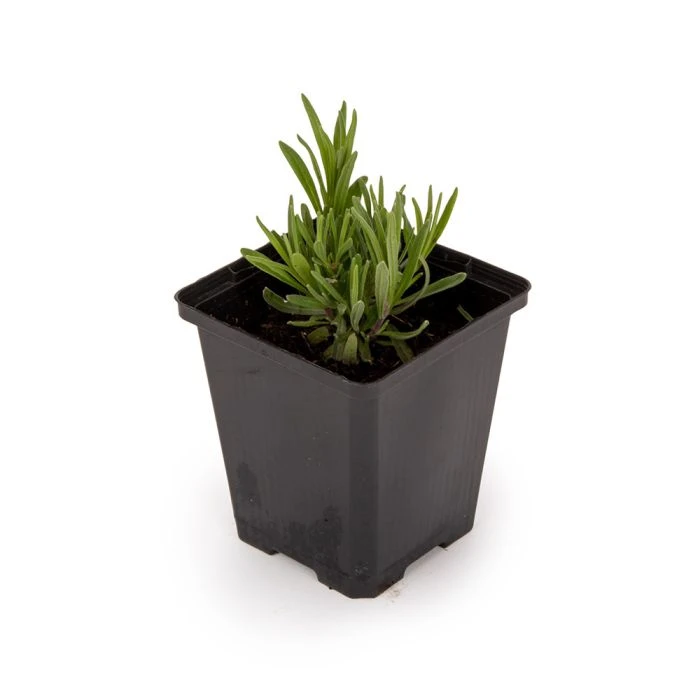 Lavender 'Lavandula Angustifolia Hidcote' (14cm pot) Lavender 'Lavandula Angustifolia Hidcote' (14cm Pot) -Bird Supply Store 952960120 lavandula angustifolia hidcote dv 3678