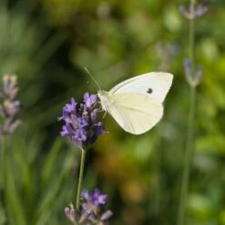 Lavender 'Lavandula Angustifolia Hidcote' (14cm Pot)