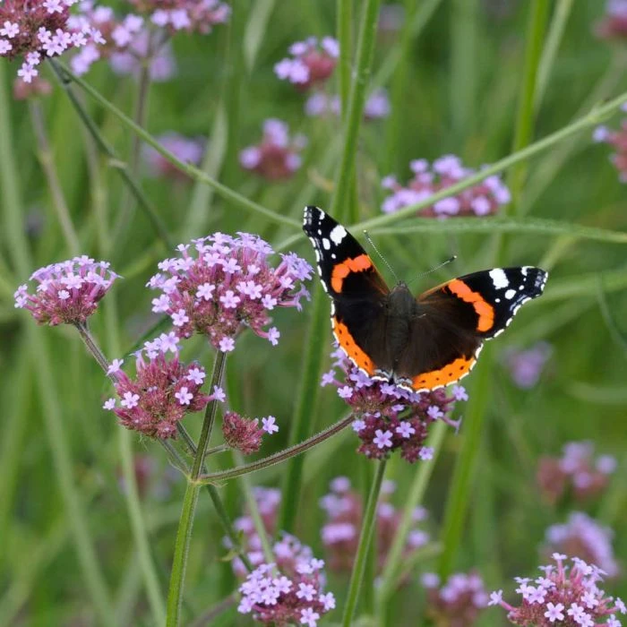 Purple Top Vervain 'Verbena Bonariensis' (8 x 9cm pots) Purple Top Vervain 'Verbena Bonariensis' (8 X 9cm Pots) -Bird Supply Store 95370 1 4