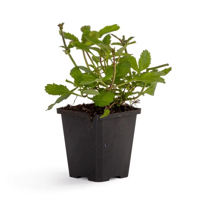 Purple Top Vervain 'Verbena Bonariensis' (8 x 9cm pots) Purple Top Vervain 'Verbena Bonariensis' (8 X 9cm Pots) -Bird Supply Store 953700120 ijzerhard dv 5904 1