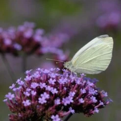 Purple Top Vervain 'Verbena Bonariensis' (8 X 9cm Pots) 2 Purple Top Vervain 'Verbena Bonariensis' (8 X 9cm Pots) -Bird Supply Store 95370 1 2