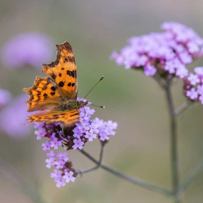 Purple Top Vervain 'Verbena Bonariensis' (8 x 9cm pots) Purple Top Vervain 'Verbena Bonariensis' (8 X 9cm Pots) -Bird Supply Store 95370 5 3