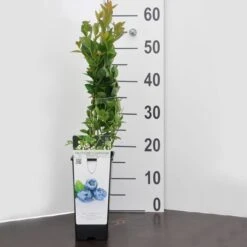 Blueberry 'Bluegold' (11cm Pot) -Bird Supply Store 95506 5