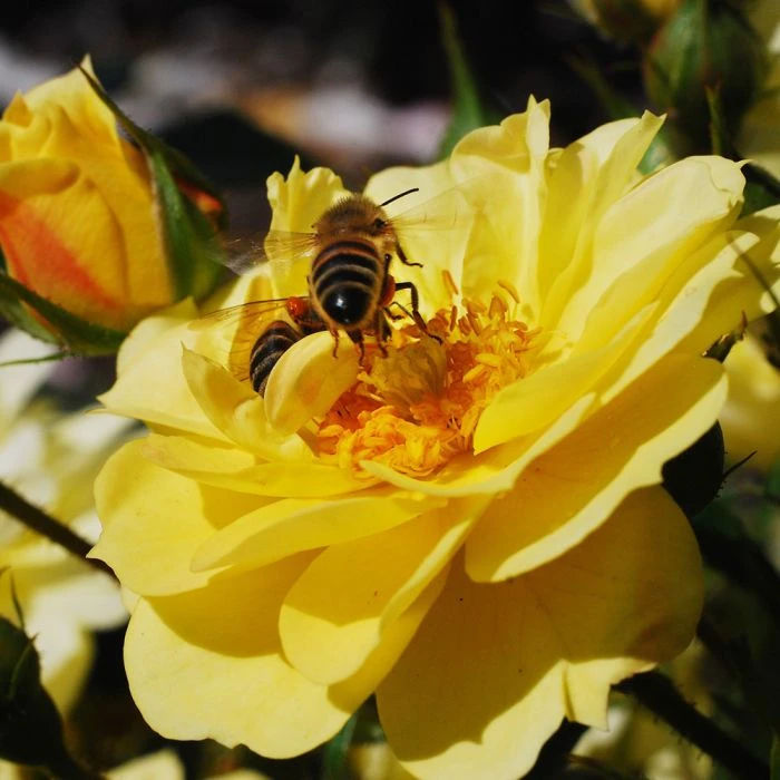 Bee Perfect Rose 'Bijenweelde®' Yellow (2L pot) Bee Perfect Rose 'Bijenweelde®' Yellow (2L Pot) -Bird Supply Store bijenweelde r gelb 1 80155