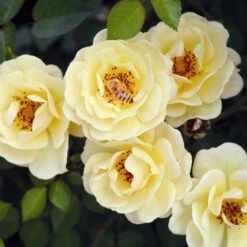 Bee Perfect Rose 'Bijenweelde®' Yellow (2L Pot) 2 Bee Perfect Rose 'Bijenweelde®' Yellow (2L Pot) -Bird Supply Store bijenweelde r gelb 80155
