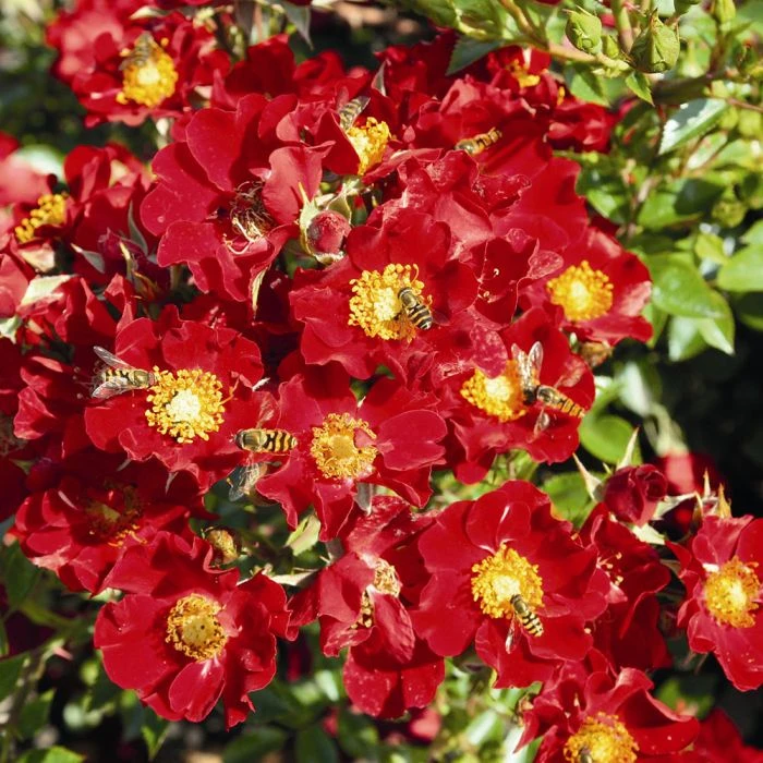 Bee Perfect Rose 'Bijenweelde®' Red (2L pot) Bee Perfect Rose 'Bijenweelde®' Red (2L Pot) -Bird Supply Store bijenweelde rot 80153