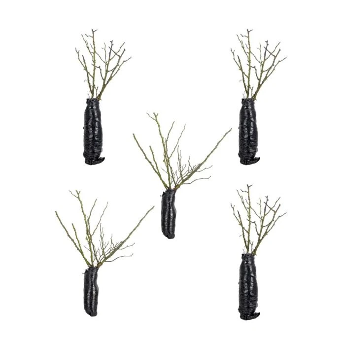 Bee Perfect Rose 'Bijenweelde®' white - (5x Bare Root) Bee Perfect Rose 'Bijenweelde®' White - (5x Bare Root) -Bird Supply Store bundle of 5 1