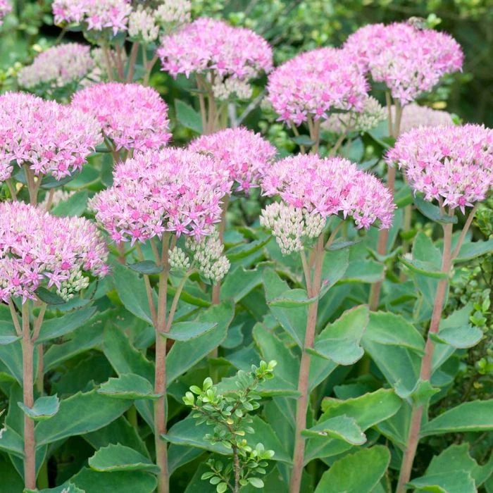 Sedum Spectabile 'Brillant' (8 x 9cm pots) Sedum Spectabile 'Brillant' (8 X 9cm Pots) -Bird Supply Store fetthenne 95281 89044 4 3
