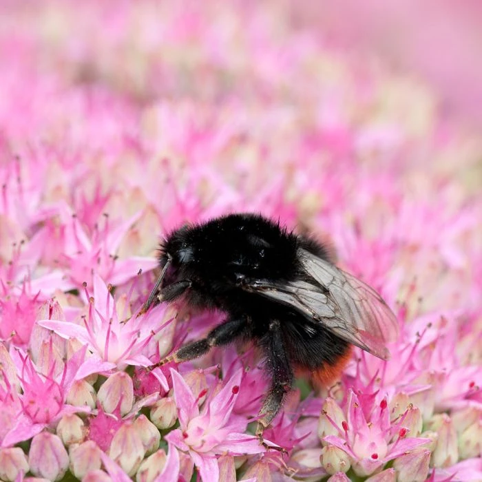 Sedum Spectabile 'Brillant' (8 x 9cm pots) Sedum Spectabile 'Brillant' (8 X 9cm Pots) -Bird Supply Store fetthenne sedum spectabile 95281 3 3
