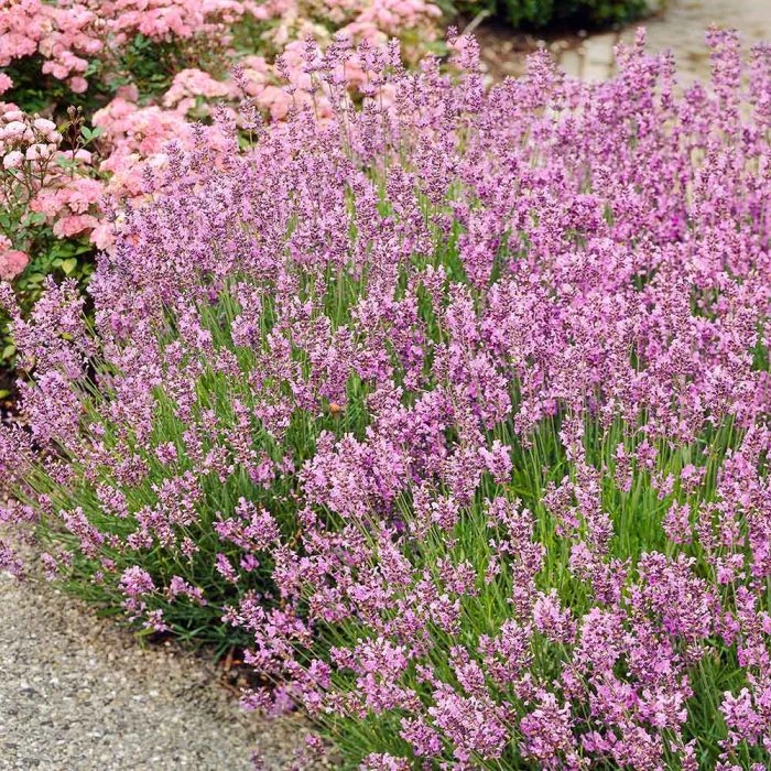 Pink Lavender 'Lavandula Angustifolia Rosea' (8 x 9cm pots) Pink Lavender 'Lavandula Angustifolia Rosea' (8 X 9cm Pots) -Bird Supply Store rosabluhender lavendel 80175 1