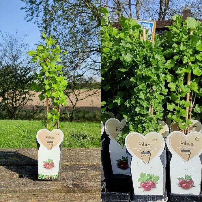 Ribes Red Gooseberry 'Hinnonmaki Red' (11cm pot) Ribes Red Gooseberry 'Hinnonmaki Red' (11cm Pot) -Bird Supply Store rsz 25 2