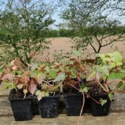 Ivy 'Hedera Hibernica' (8 X 9cm Pots) -Bird Supply Store rsz ivy product image 2