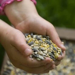 Hi-Energy Seed Mix For Birds -Bird Supply Store rsz jan vermeer jv05729