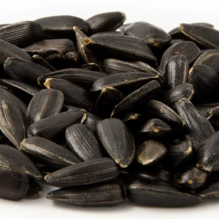 Black Sunflower Seeds - Bird Food Black Sunflower Seeds - Bird Food -Bird Supply Store schwarze sonnenblumenkerne 23005 1