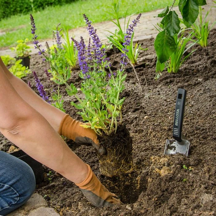 Wild Sage Salvia Nemorosa 'Ostfriesland' (8 x 9cm pots) Wild Sage Salvia Nemorosa 'Ostfriesland' (8 X 9cm Pots) -Bird Supply Store steppen salbei 80068 1